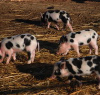 Will's Rare Breeds Farm - Accommodation Melbourne