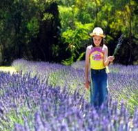 Brayfield Park Lavender Farm - Accommodation Melbourne