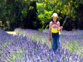 Brayfield Park Lavender Farm - Accommodation Melbourne 0