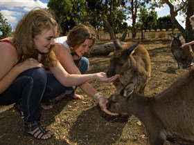 Kangaroo Island Wildlife Park - Accommodation Melbourne 0