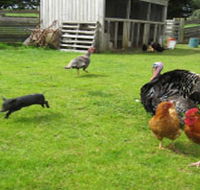 Echo Farm - Accommodation Melbourne