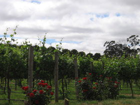 Manyara Vineyard - Accommodation Melbourne 0