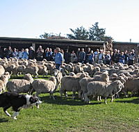Curringa Farm - Accommodation and Farm Tours - Accommodation Melbourne