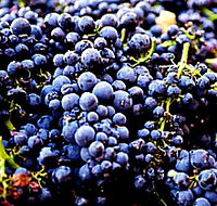 Laurel Bank Vineyard - Accommodation Melbourne