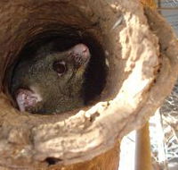 Mulga Sanctuary and Wildlife Park - Accommodation Melbourne