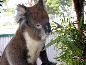 Eyre Peninsula SA Accommodation Melbourne