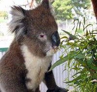 Glen-Forest Tourist Park - Accommodation Melbourne