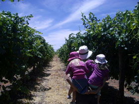 McLaren Vale Orchards - Accommodation Melbourne 0