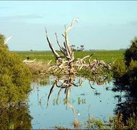 Bool Lagoon Game Reserve and Hacks Lagoon Conservation Park - Accommodation Melbourne