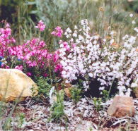 Stokes Bay Bush Garden - Accommodation Melbourne