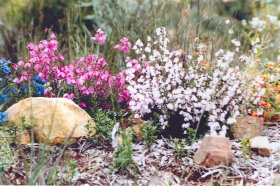 Stokes Bay Bush Garden - Accommodation Melbourne 0