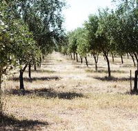 Talinga Grove Olive Oils - Accommodation Melbourne