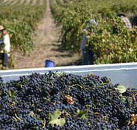 Rolf Binder Wines - Accommodation Melbourne