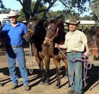 Coffin Bay Brumby Preservation Society Incorporated - Accommodation Melbourne