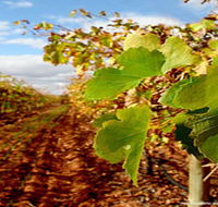 Mirabella Vineyards - Accommodation Melbourne
