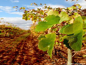 Mirabella Vineyards - Accommodation Melbourne 0