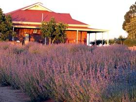 Bella Lavender Estate - Accommodation Melbourne 0