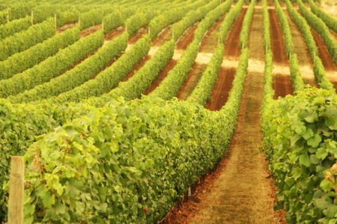 Schild Estate Wines - Accommodation Melbourne 0