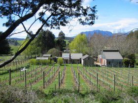 Wilmot Hills Vineyard - Accommodation Melbourne 0