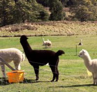 Maydena Country Cabins Accommodation  Alpaca Stud - Accommodation Melbourne