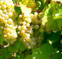 Winstead Vineyard - Accommodation Melbourne