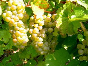 Winstead Vineyard - Accommodation Melbourne 0