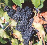 Darlington Vineyard - Accommodation Melbourne