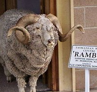 Tasmanian Wool Centre - Accommodation Melbourne