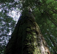 Styx Big Tree Reserve - Accommodation Melbourne