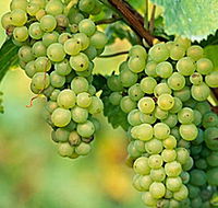 TP Vineyards - Accommodation Melbourne