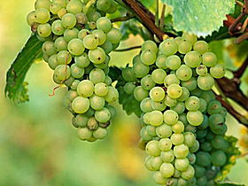 TP Vineyards - Accommodation Melbourne 0