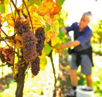 Native Point Wines - Accommodation Melbourne