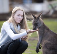 Bonorong Wildlife Sanctuary - Accommodation Melbourne