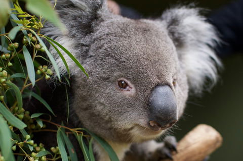 Bonorong Wildlife Sanctuary - Accommodation Melbourne 3