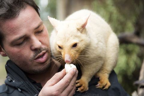 Bonorong Wildlife Sanctuary - Accommodation Melbourne 4