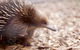 Bonorong Wildlife Sanctuary - thumb 5