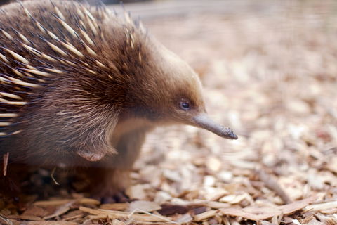 Bonorong Wildlife Sanctuary - Accommodation Melbourne 5