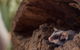Bonorong Wildlife Sanctuary - thumb 6