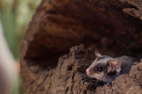 Bonorong Wildlife Sanctuary - Accommodation Melbourne 6