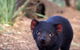 Bonorong Wildlife Sanctuary - thumb 7
