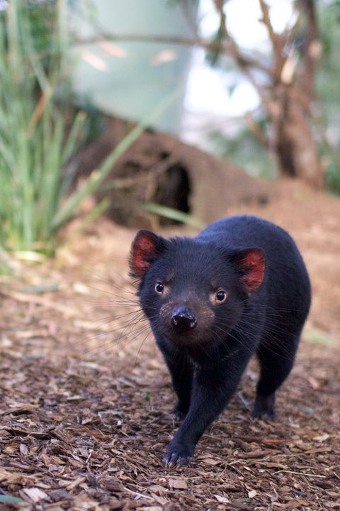 Bonorong Wildlife Sanctuary - Accommodation Melbourne 7