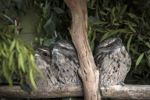 Bonorong Wildlife Sanctuary - Accommodation Melbourne 8