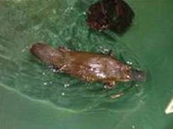 Platypus House - Accommodation Melbourne 0