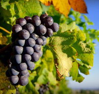Panorama Vineyard - Accommodation Melbourne
