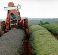 Bridestowe Lavender Farm - Accommodation Melbourne