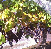 Palmara Vineyard - Accommodation Melbourne