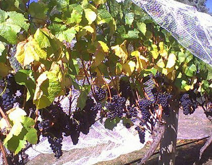 Palmara Vineyard - Accommodation Melbourne 0