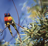 Wangi Falls Walk - Accommodation Melbourne