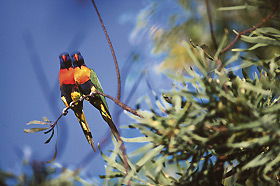 Wangi Falls Walk - Accommodation Melbourne 0