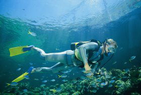 Kirra Reef Dive Site - Accommodation Melbourne 0
